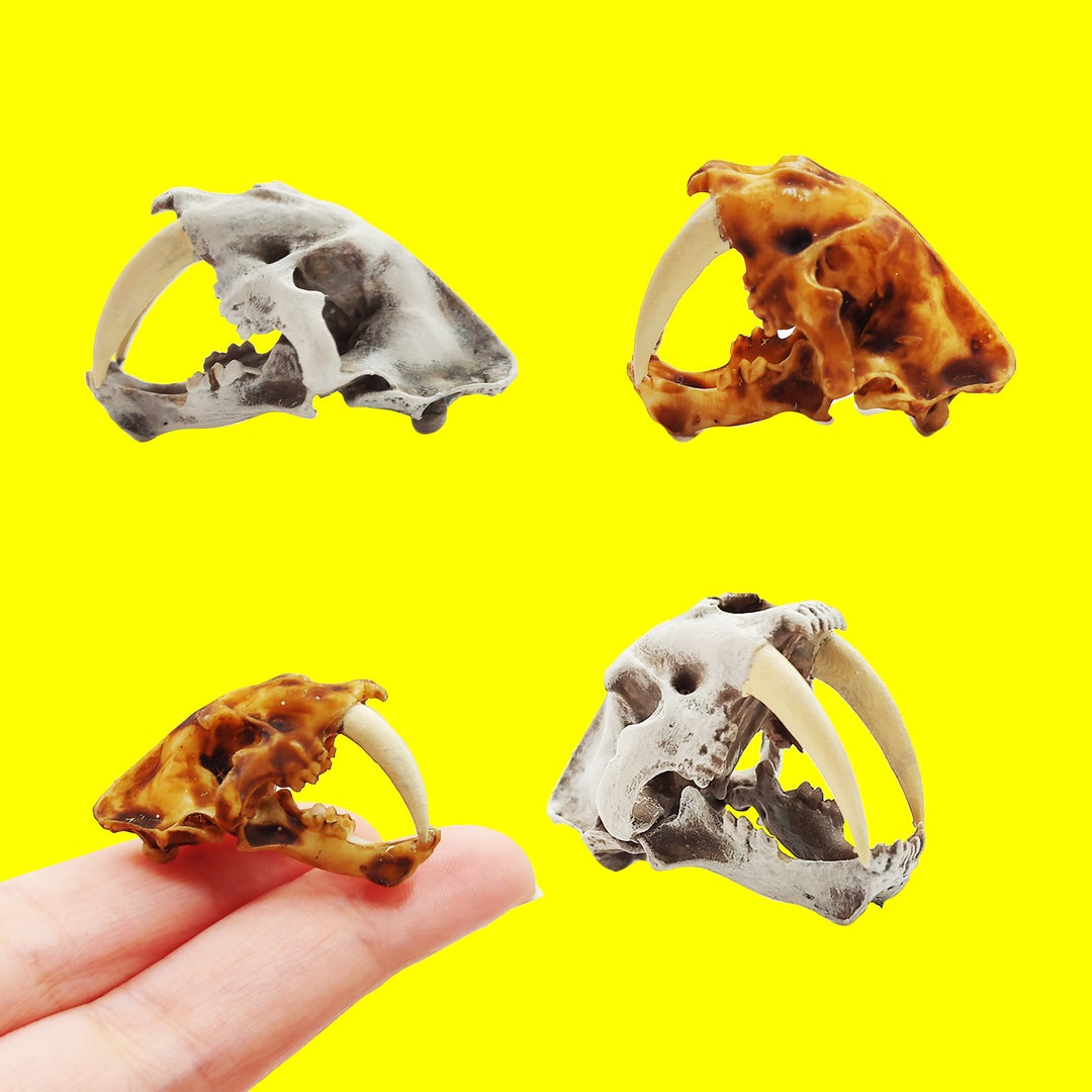 Saber Tooth Tiger Skull Open Jaw 1:12 Scale Replica for Diorama