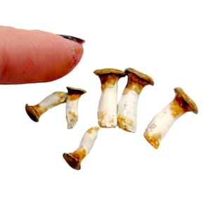 Miniature mushrooms (trumpet) - 1:12 scale fungi for diorama, dollhouse, arts and crafts replica food realistic tiny (Set of 6)