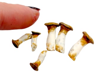 Miniature mushrooms (trumpet) - 1:12 scale fungi for diorama, dollhouse, arts and crafts replica food realistic tiny (Set of 6)