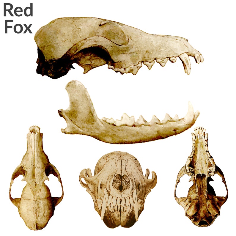 May include: A close-up view of a red fox skull, shown from different angles. The skull is a light brown color and has sharp teeth. The skull is isolated on a white background.