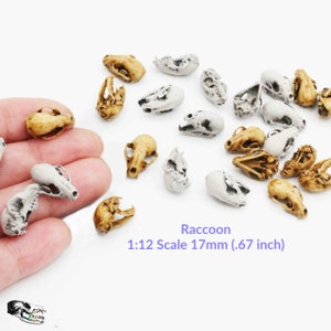 Raccoon Skull - 1:12 scale replica miniature for diorama, dollhouse, realistic  art craft supplies curiosities oddities (set of 5)