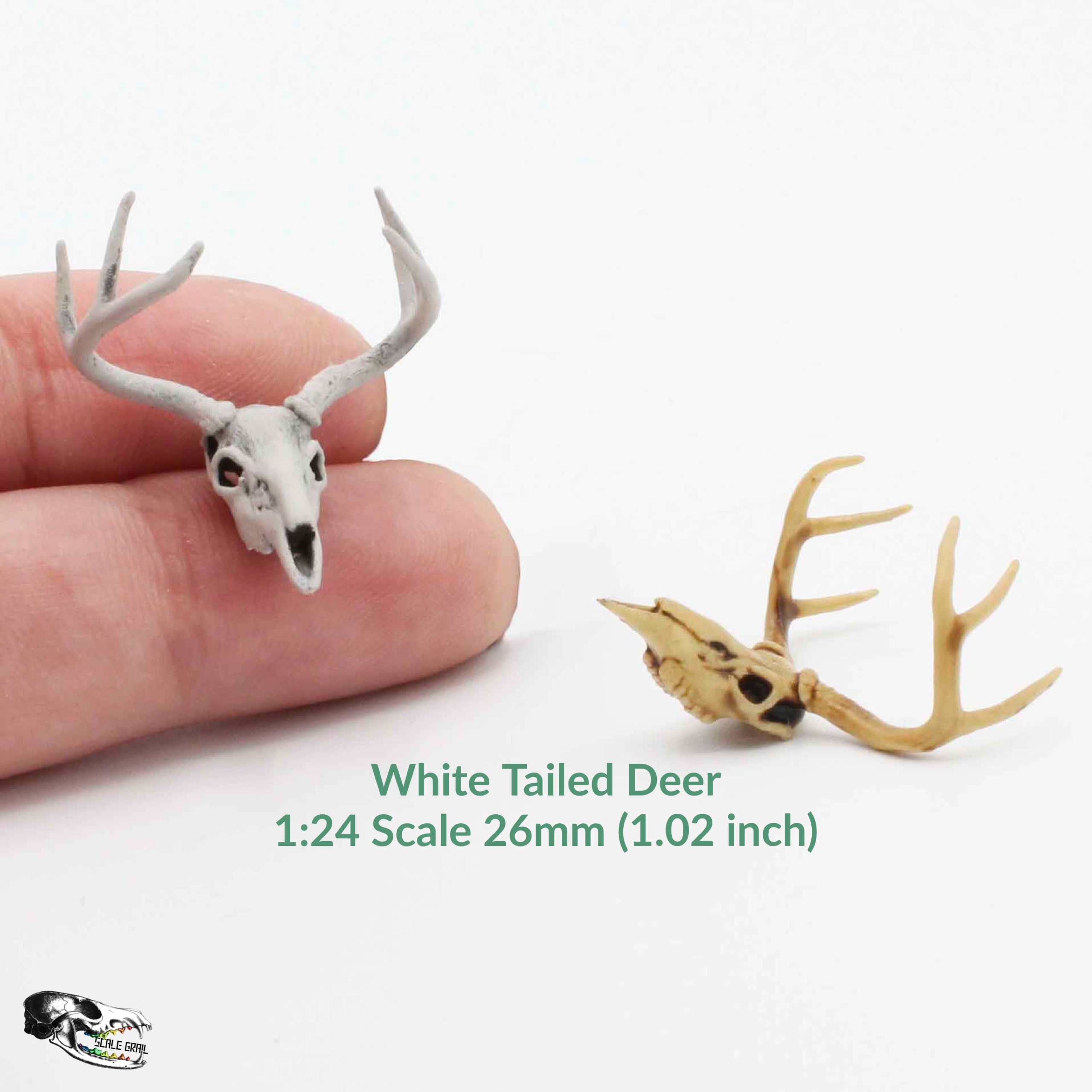 Whitetail Deer Skull SKU 3024 - All Taxidermy