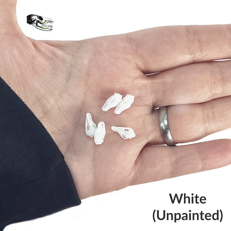 Red Fox Skull Miniatures - 1:24 Scale dollhouse decoration diorama supplies jewelry dice art craft diy realistic replica oddities (5 skulls) White (unpainted)
