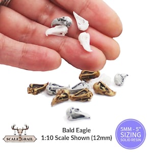 Bald Eagle Skull Miniature | Haliaeetus leucocephalus Replica (Field Bones #121) by The Scale Grail - 6mm to 7" Sizes