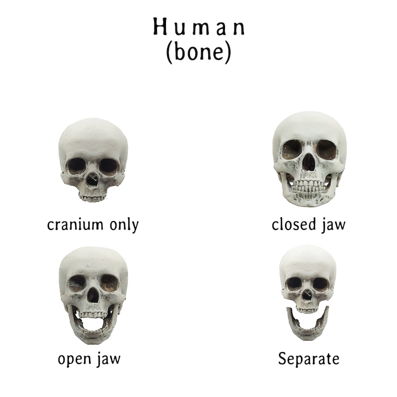 Human Skull Replica, 1:12 scale miniature for dioramas, horror scenes, terrariums. Fun action figure accessories set of 5 image 2