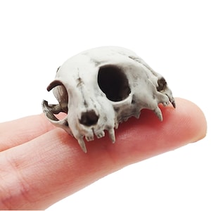 May include: A small, off-white animal skull replica featuring detailed eye sockets, a nasal cavity, and visible teeth. The surface has a weathered, matte texture with dark grey shading in the crevices, highlighting the bone-like structure.