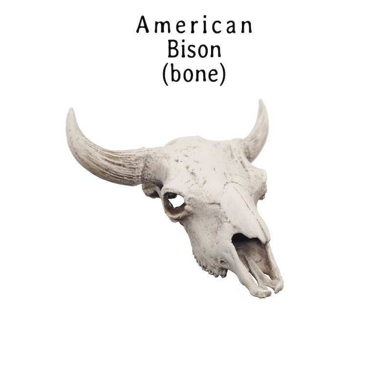 May include: An off-white American Bison skull with textured bone details and curved horns. The text above the skull reads: American Bison (bone). The skull features a prominent nasal cavity, eye sockets, and a weathered, aged appearance.