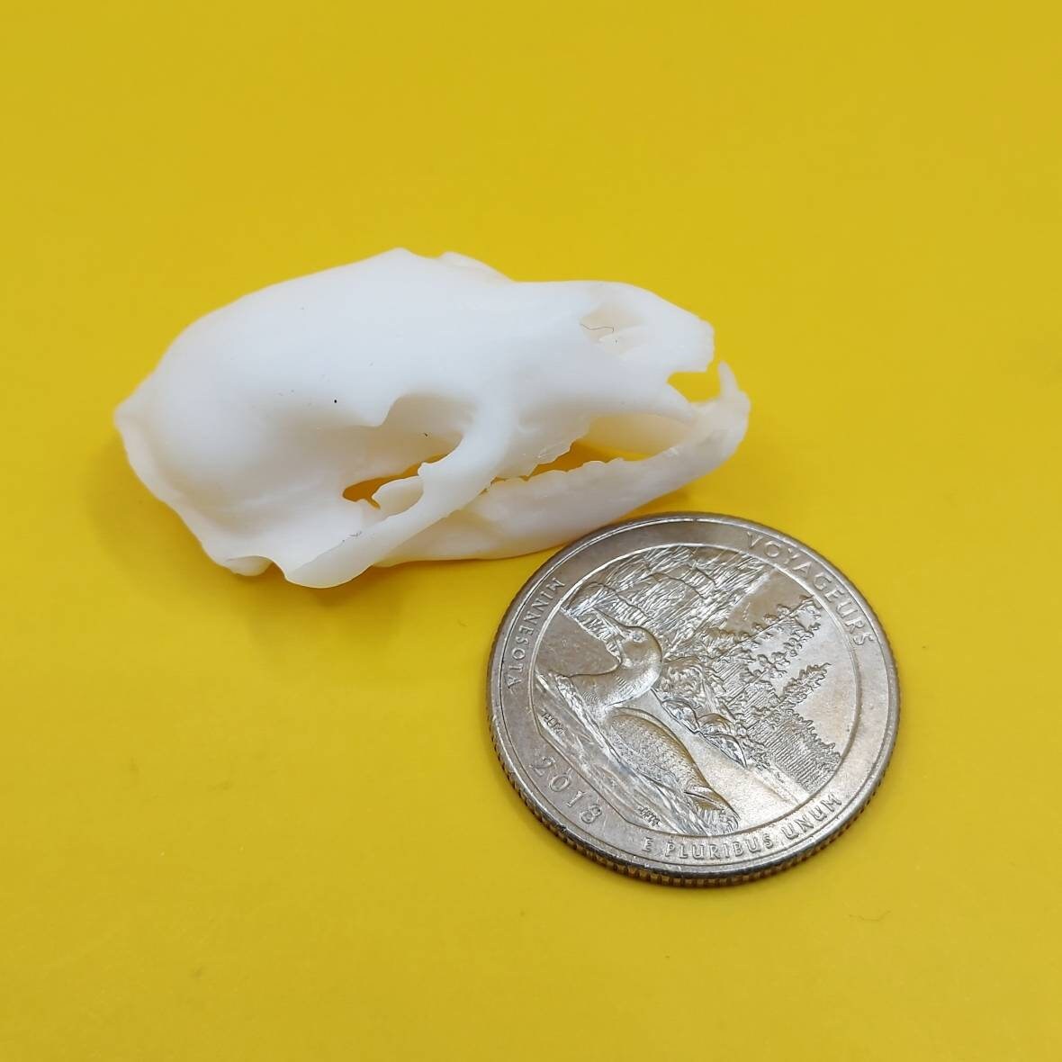 Black Bear Skull Replica 112 Scale Bear Skull for Diorama Etsy