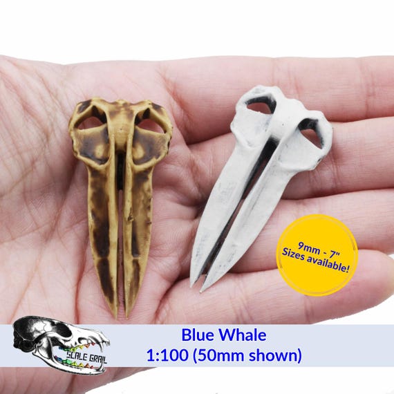 Blue Whale - Skull Replica Miniature Animal Skulls Unique Oddities