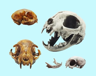 Cat Skull Replica - 1:6 Scale feline skull for diorama, miniature horror scenes,  dollhouse, curio cabinet, interesting curiosity