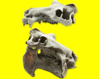 Hippo Skull Replica - 1:12 Scale Hippopotamus for diorama, miniature horror scenes,  dollhouse, curio cabinet (1 skull)