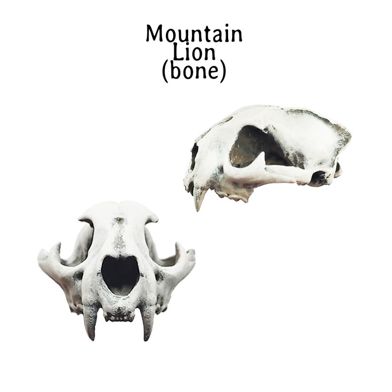 Pode incluir: Duas vistas de um cr&acirc;nio de puma, uma frontal e outra de perfil, sobre um fundo branco. O cr&acirc;nio &eacute; esbranqui&ccedil;ado com estrutura &oacute;ssea e dentes vis&iacute;veis. O texto "Mountain Lion (bone)" est&aacute; no topo.