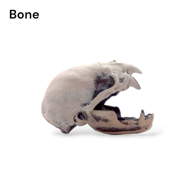 K&ouml;nnte beinhalten: Eine Seitenansicht eines cremefarbenen Tiersch&auml;dels mit dem Text Bone in der oberen linken Ecke. Der Sch&auml;del hat einen abgerundeten Sch&auml;delknochen, einen ausgepr&auml;gten Kiefer und sichtbare Z&auml;hne mit einer verwitterten Oberfl&auml;che und braunen Flecken.