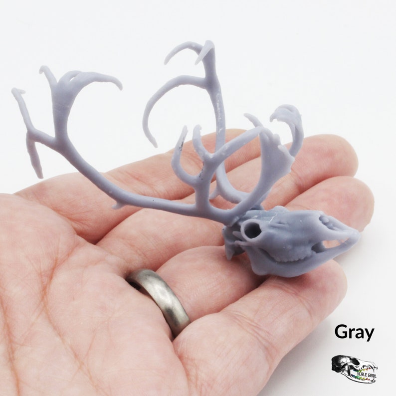 Reindeer / Caribou Miniature Skull - 1:12 Scale for Christmas Dollhouse Diorama Art Craft Supplies Oddities Curiosities (1 Skull) image 4