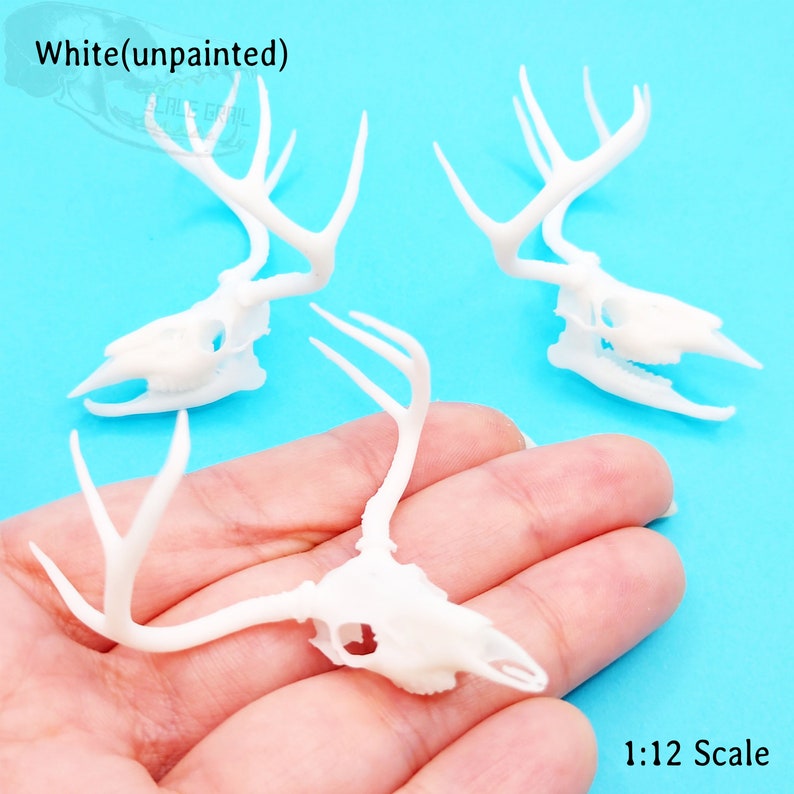 White Tail Deer skull with Antlers 1:12 scale miniature realistic animal cranium for diorama, dollhouse, art and craft supplies 1 skull white
