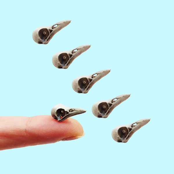 Raven Skull Replica 1:6 Scale Crow miniature animal skulls for use in dollhouse, diorama, crafts, models, tiny bird cranium (set of 5)