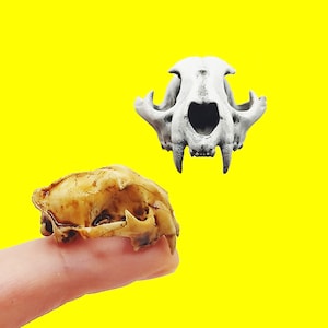 May include: Two cat skulls against a bright yellow background. One skull is a light beige color, and the other is white. The beige skull is held by a finger. The skulls have visible teeth and eye sockets.