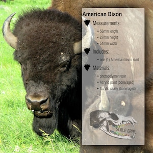 May include: An American bison skull model made of photopolymer resin with bone and aged acrylic paint and sealer. The product text lists measurements of 56mm length, 27mm height, and 51mm width. A graphic of a skull with the text Scale Grail is visible.