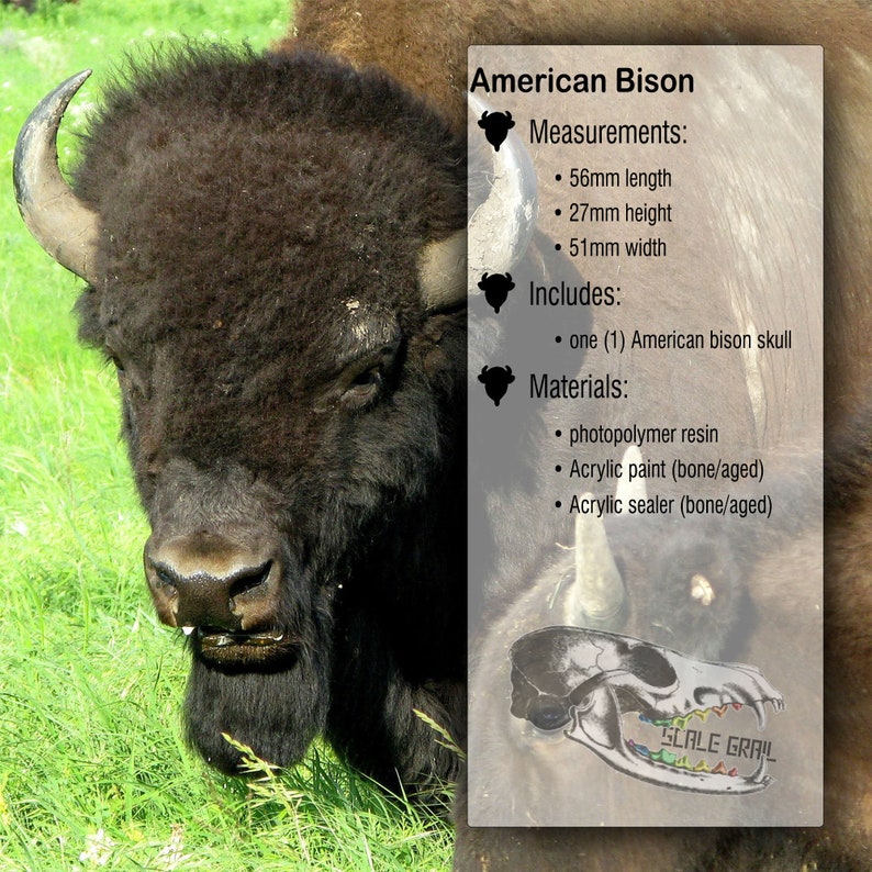May include: An American bison skull model made of photopolymer resin with bone and aged acrylic paint and sealer. The product text lists measurements of 56mm length, 27mm height, and 51mm width. A graphic of a skull with the text Scale Grail is visible.