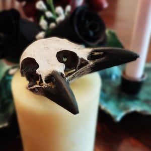 1: 1 Rabenschädel Triclops Replica 1: 1 Full Size Crow Tier Halloween Dekoration für Kuriosität Schrank Kuriositäten und Kuriositäten Geschenk (1 Schädel)