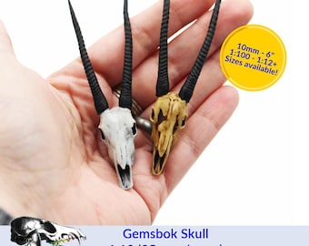 Gemsbok Skull (Field Bones Core Series: Africa) miniature dollhouse and diorama realisitc replica collectibles by The Scale Grail