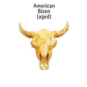 American Bison Skull Replica 1:12 scale size for desert diorama, western dollhouse, arts and crafts, miniature Steer Cow Skull 1 skull Aged (paint wash)