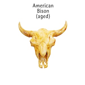 May include: An aged American Bison skull featuring a weathered, light tan bone texture with prominent curved horns. The text 'American Bison (aged)' is printed in black above the skull, which displays natural cracks and detailed bone structure.