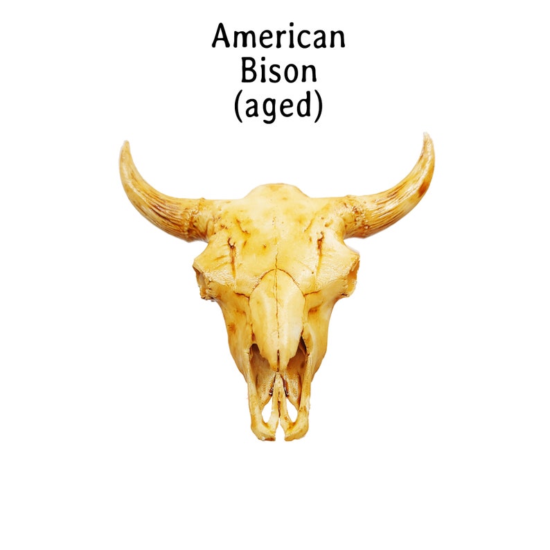 May include: An aged American Bison skull featuring a weathered, light tan bone texture with prominent curved horns. The text 'American Bison (aged)' is printed in black above the skull, which displays natural cracks and detailed bone structure.