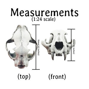 Pode incluir: Dois modelos de cr&acirc;nio de gato brancos, vistos de cima e de frente, com medidas. A vista superior mede 1,6 cm de altura. A vista frontal mede 0,8 cm de altura. O texto "Measurements" e "(1:24 scale)" est&atilde;o no topo.