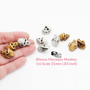 May include: A collection of eight miniature Rhesus Macaque monkey skulls, painted in a realistic bone color, in a 1:6 scale, measuring 21mm (.83 inches) in length. The skulls are arranged on a hand, showcasing their size and detail.