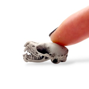Cráneo de murciélago del norte, mandíbula abierta - réplica de cráneo libre de crueldad de 6 mm - 25 mm - Escala 1:1 y cráneo MM, suministros de arte y manualidades murciélago miniatura pequeño