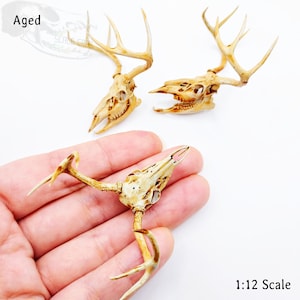 White Tail Deer skull with Antlers 1:12 scale miniature realistic animal cranium for diorama, dollhouse, art and craft supplies 1 skull Aged (paint wash)