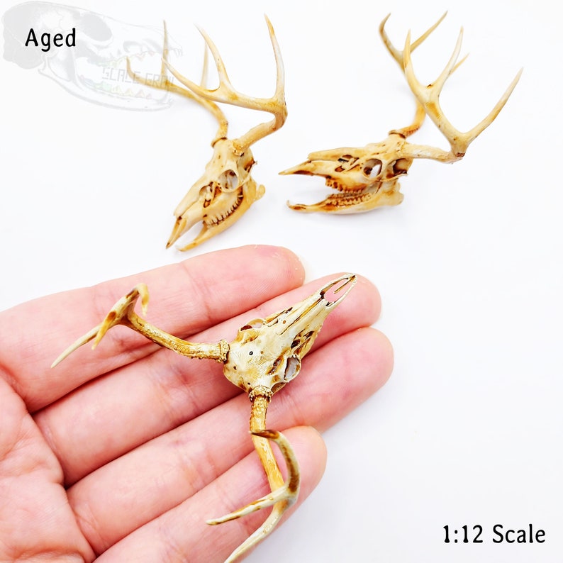 White Tail Deer skull with Antlers 1:12 scale miniature realistic animal cranium for diorama, dollhouse, art and craft supplies 1 skull Aged (paint wash)