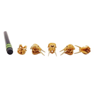 Elephant Skull Miniature, 1:48 Scale Tiny Resin Addins, Creepy jewelry supplies, oddities and curiosities (set of 5)