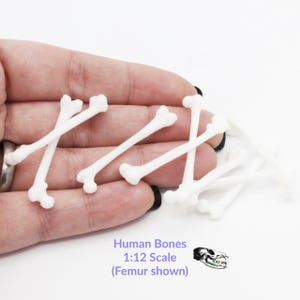 Human Bones - 1:12 Scale Femur bone replica model for diorama, dollhouse, art and craft supplies, jewerly making oddities (10 bones)