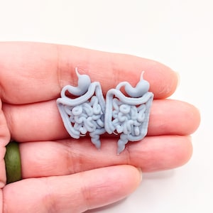 May include: A pair of gray, anatomical intestine-shaped earrings. The earrings are made of a smooth, matte material and have a realistic, detailed design.