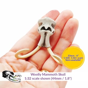 Woolly Mammoth Skull (Field Bones Core Series: Extinct) miniature dollhouse diorama resin inserts replica by The Scale Grail
