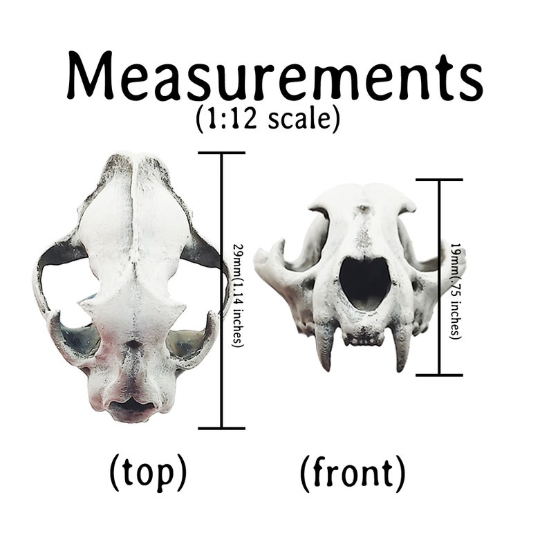 May include: A white cat skull, viewed from the top and front, with measurements. The top view measures 29mm (1.14 inches) in length. The front view measures 19mm (.75 inches) in height. The text "Measurements" and "(1:12 scale)" are also present.