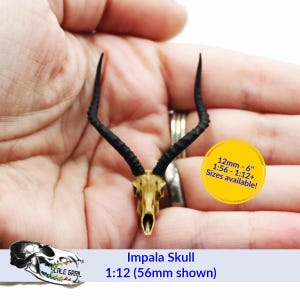 Impala Skull (Field Bones Core Series: Africa) miniature replica animal oddities dollhouse and diorama collectible by The Scale Grail