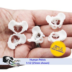 May include: A collection of white, 3D-printed human pelvis models in various orientations. The models are displayed against a hand. Text on the image reads "Human Pelvis 1:12 (25mm shown)" and "10mm - 6" 1:35 - 1:12+ Sizes available!"