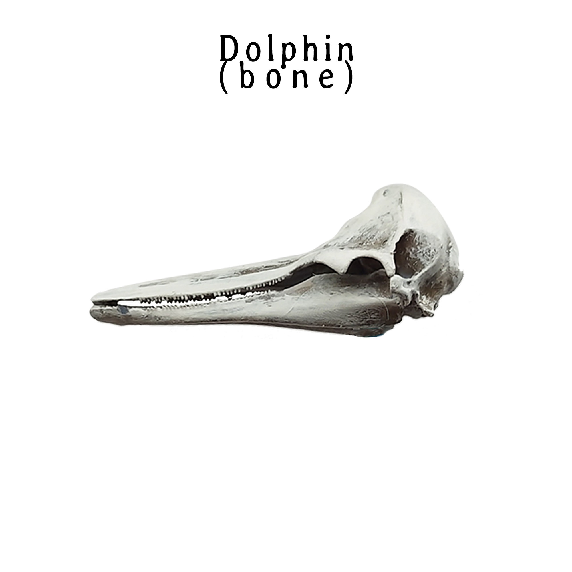 イルカの頭蓋骨レプリカ（セミクジラ） - 1:12 スケールの海の動物の