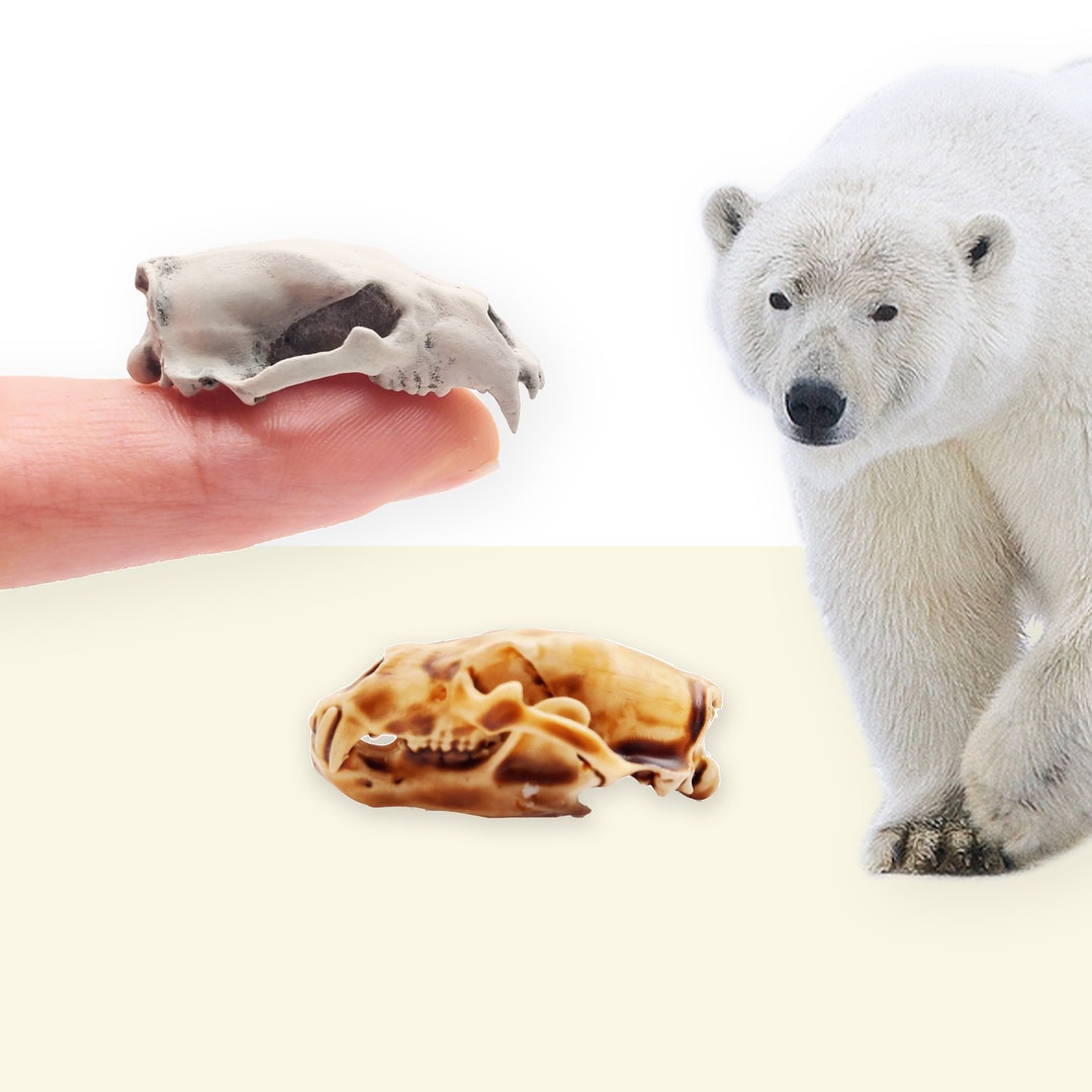 Polar Bear Skull Replica- 1:12 Scale Size for Arctic Snow Diorama