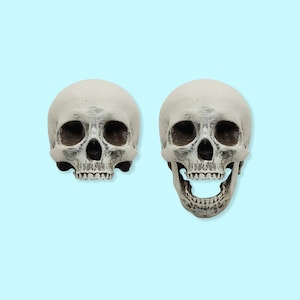 Human Skull 1:6 scale, for dollhouse, dioramas, horror scenes, terrariums, oddities and curiosities. (1 skull)