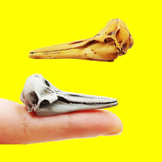 イルカの頭蓋骨レプリカ（セミクジラ） - 1:12 スケールの海の動物の