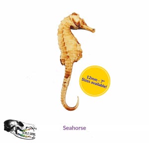 Seahorse (Animundi Wildline: Marine) miniature replica figurine by The Scale Grail