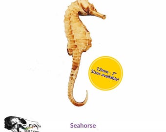 Seahorse (Animundi Wildline: Marine) miniature replica figurine by The Scale Grail