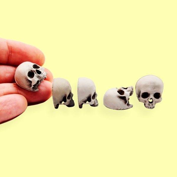 Human skulls with Flat Back, 1:12 scale human craniums for horror dioramas, terrariums, dollhouse, arts and crafts accessories (5 skulls)