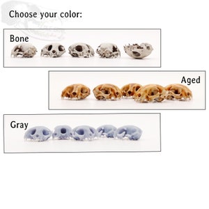 May include: Choose your color: Bone, Aged, or Gray.  A selection of small animal skulls in different colors.