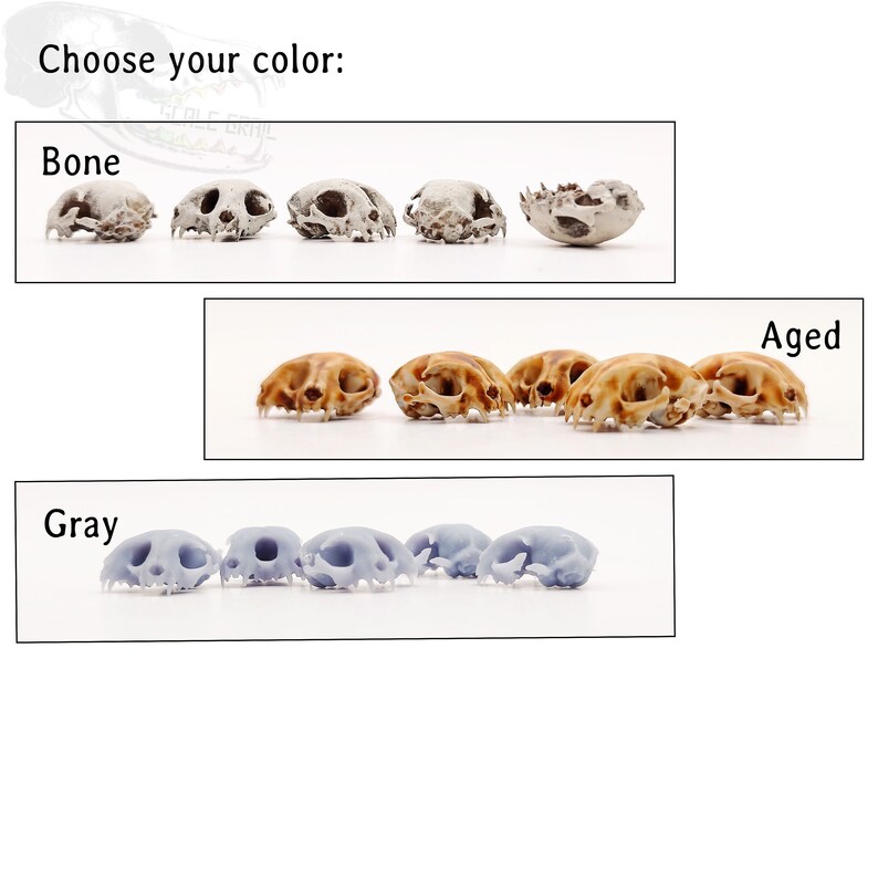 May include: Choose your color: Bone, Aged, or Gray.  A selection of small animal skulls in different colors.