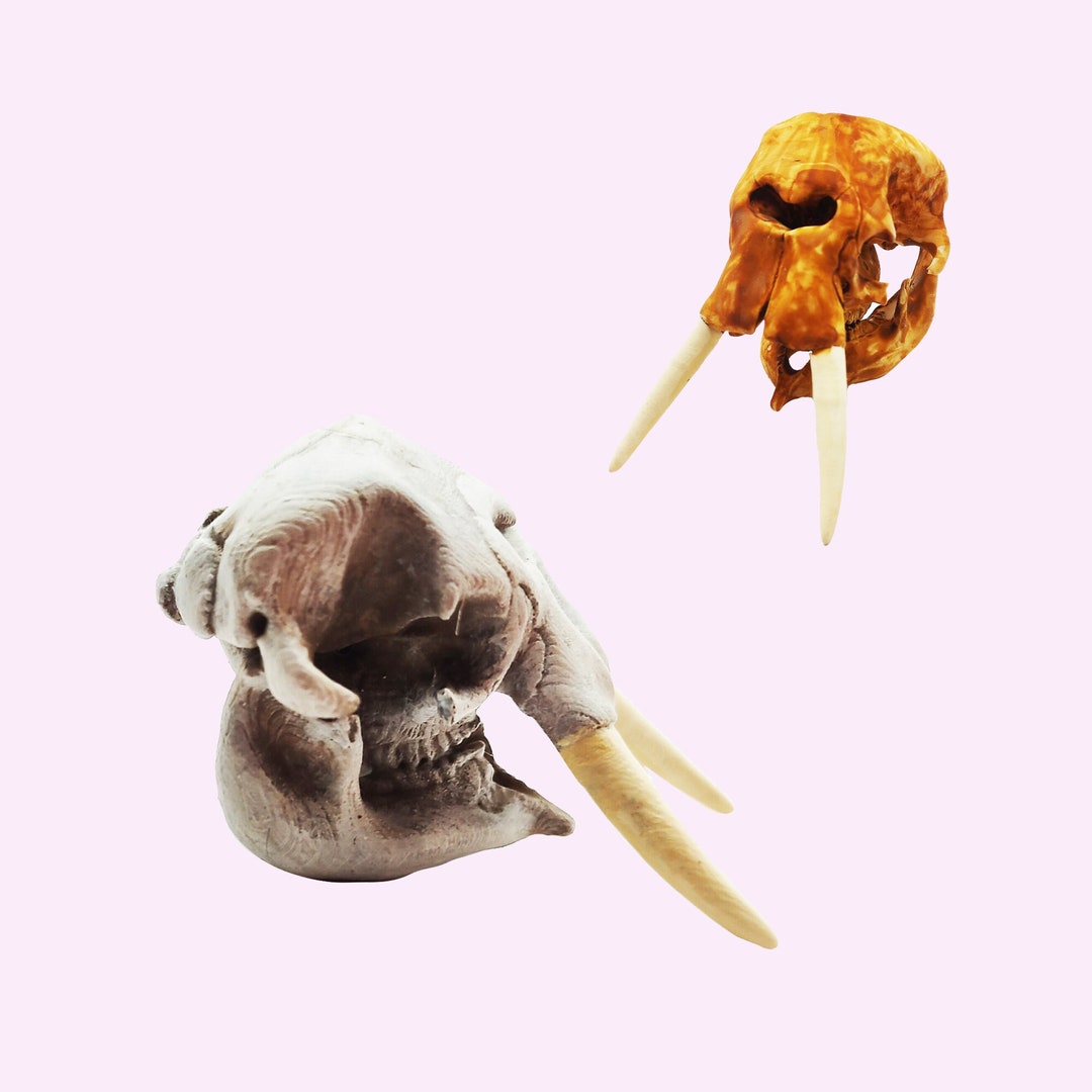African Elephant Skull - 1:24 Scale Skull Replica for Diorama